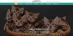 Findleybengalkittens