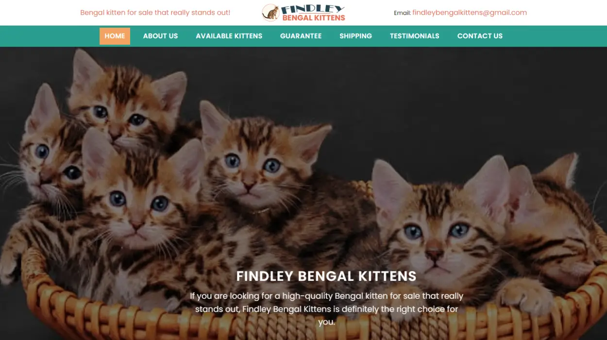 Findleybengalkittens