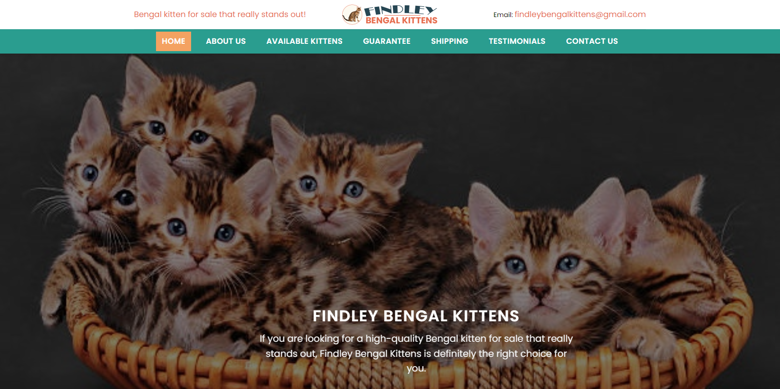 Findleybengalkittens
